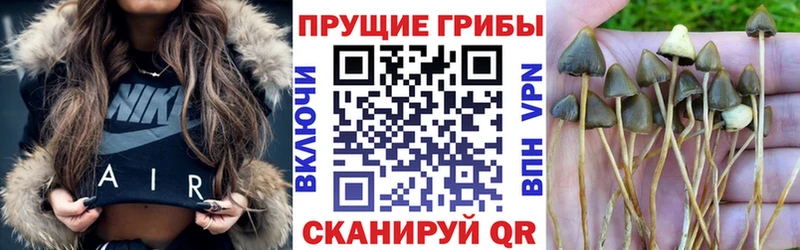 Галлюциногенные грибы Psilocybe  Чердынь 